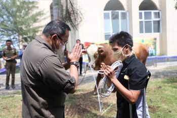 Pemkab Muba kurbankan 30 ekor sapi rayakan Idul Adha 1441 H