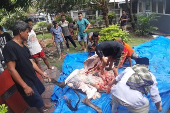 Warga binaan Lapas Muaro Padang sembelih dua ekor sapi kurban