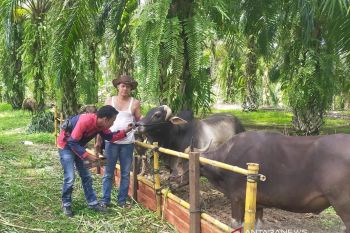 Untuk pastikan sehat dan benar-benar aman, petugas di Pasaman Barat periksa hewan kurban
