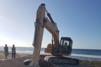 11 paus pilot terdampar di perairan Sabu Raijua