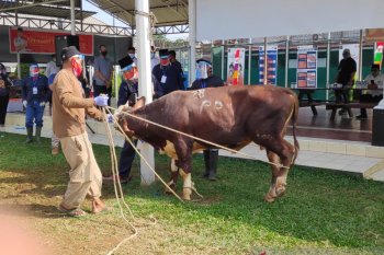Menteri Hukum Yasonna serahkan lima sapi ke lapas dan rutan