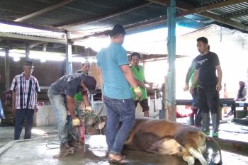 Pelindo IV bagikan 2.746 kilogram daging hewan kurban