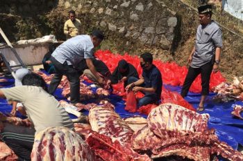 Wali Kota Bandarlampung kurbankan enam ekor sapi