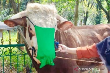 Unik, sapi kurban Bupati Bogor dipasangi masker