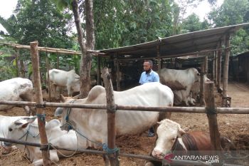 Pemkab Bantul temukan cacing hati pada hewan kurban