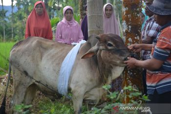 Unik, warga Silayang Agam dandani hewan kurban sebelum disembelih