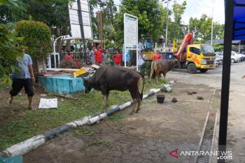 Maknai Idul Adha 1441 H, PLN UIW Sumbar berkurban sepuluh sapi dan lima kambing