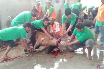 IKMR Bukit Batu kurban 10 sapi