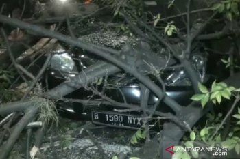 Pohon tumbang tiga pengendara terluka