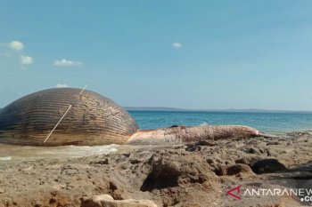 12 ekor paus terdampar di perairan NTT selama Juli 2020