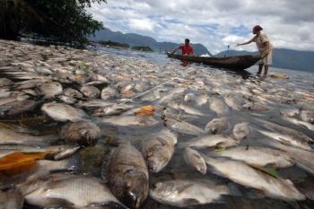 Lima ton ikan mati mendadak di Danau Maninjau , ini penyebabnya