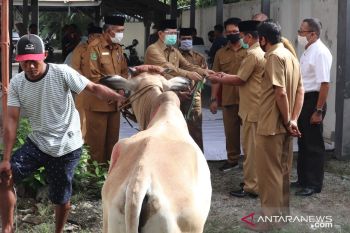 Kemenag Sulteng sembelih lima ekor sapi di momen lebaran kurban