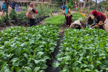 Yogyakarta mengembangkan pertanian perkotaan dengan Kampung Markisa
