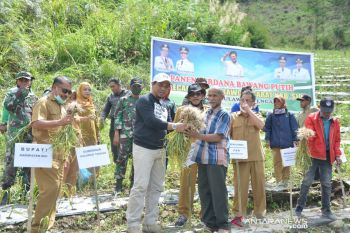 Pemprov Sulteng  jadikan Sigi sentra produksi bawang putih