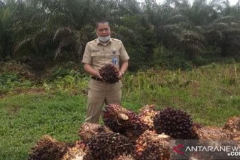 Harga minyak nabati global melorot turut picu turunnya harga sawit Riau