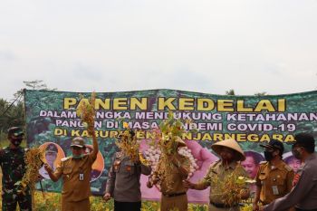 Banjarnegara targetkan peningkatan produksi kedelai