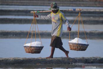 Panen Perdana Garam Mundur