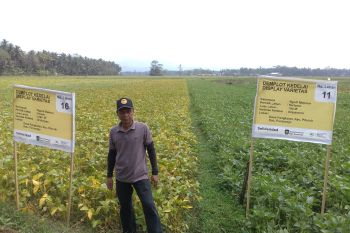 Tingkatkan produksi kedelai, akademisi ingatkan petani gunakan bibit unggul