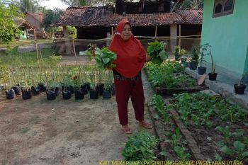 KWT Lampung bermodal 5.000 bisa produksi sayuran