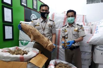 Karantina Pertanian Merauke : 2.659 Kg gaharu dikirim ke Jakarta
