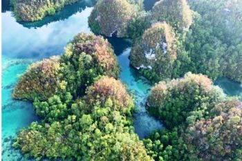 Prof Charlie: Pulau Papua miliki keanekaragaman tumbuhan tertinggi  di dunia
