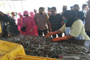 Polresta dan kelompok tani udang Pekalongan panen udang vaname