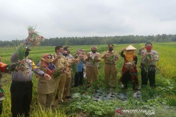 Petani Kulon Progo panen bawang merah sistem mulsa seluas dua hektare
