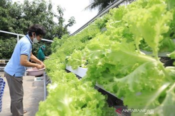 Warga Tangerang jadikan atap rumah jadi kebun hidroponik, untung jutaan