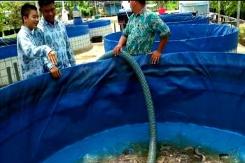 Kapuas terima bantuan budidaya ikan sistem bioflok