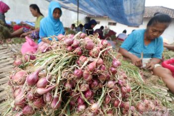 Jasa Potong Daun Bawang Merah