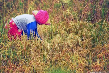 Ensure a smooth food supply chain nationwide: Jokowi