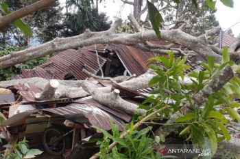 Angin kencang landa Solok Selatan, satu rumah warga tertimpa pohon