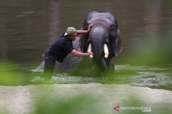 Olo Gajah Jinak Mati