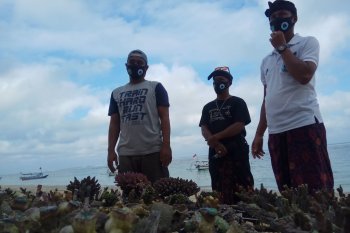 KPKHN berharap dukungan pemerintah untuk budidaya karang hias