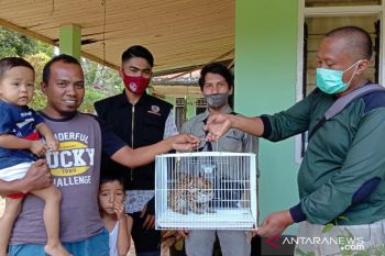Tertangkap...kucing hutan masuk rumah warga di Agam dan diserahkan ke BKSDA