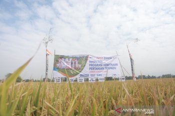 Pupuk Kaltim kembangkan program kemitraan untuk dorong kemandirian petani