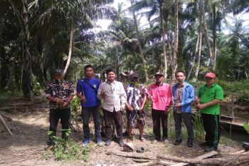Semarak HUT Ke 75 RI, Pemuda dan Mahasiswa tanam ratusan mangrove di Langkat