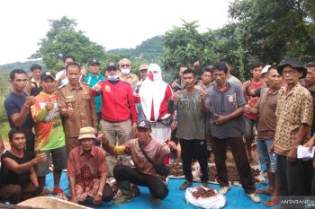 Jalan ke sentra ladang gambir di Surantih akan diperbaiki dengan dana Rp2 Miliar