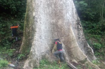 Pohon medang berusia ratusan tahun ada di Agam, Sumatera Barat