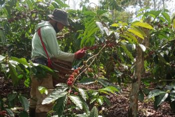 Petani kopi di Lampung Barat tetap lakukan panen ditengah pandemi COVID-19