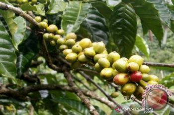 Pemkab Sigi  dorong petani lakukan diversifikasi komoditi pertanian