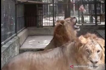 Aksi "food enrichment"  hibur pengunjung di Taman Satwa Cikembulan