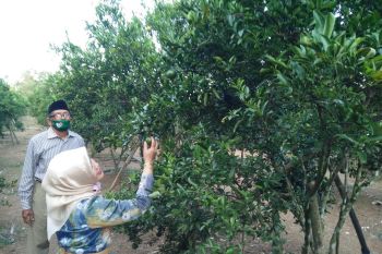 Wisatawan bisa makan jeruk sepuasnya  di kebun milik Giyanto buah jeruk