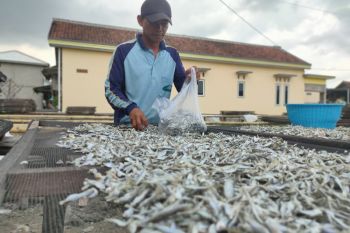Penjualan ikan teri asin di Pulau Pasaran kembali normal