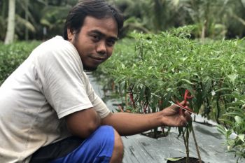 Sairi, petani cabai Inhil yang tak takut gagal