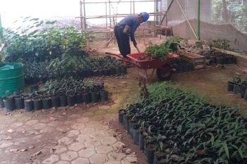 PT Semen Padang lakukan pembibitan beragam pohon untuk penghijauan di area perusahaan dan permukiman masyarakat