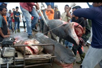 Perdagangan hiu harimau