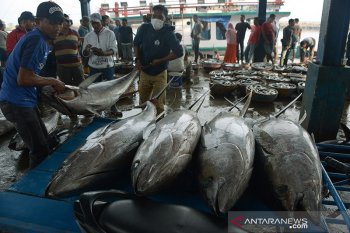 Pedagang ikan tuna Aceh andalkan pasar dalam negeri