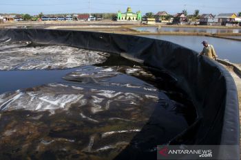 Embung mengering akibat kemarau di Maros