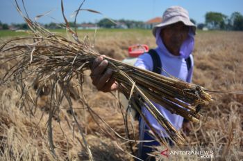 Gagal panen padi akibat diserang hama wereng